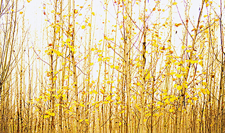 舒适100网于5月22日正式加盟2898平台友链买卖 舒适100网于5月22日正式加盟2898平台友链买卖