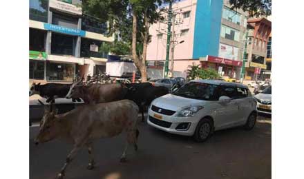 ofo、摩拜都来印度了，可是自行车道在哪儿？