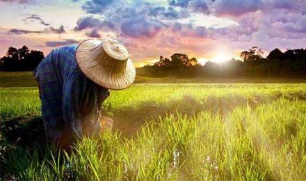 征信缺失的农村金融，三种不同模式的拓荒路