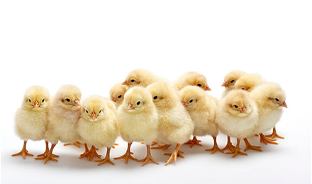 加盟网站：5-10元链接，站长资源平台诚心推荐