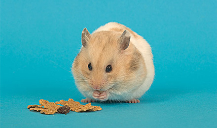 2898平台精选加盟合作网站3-5元优质链接