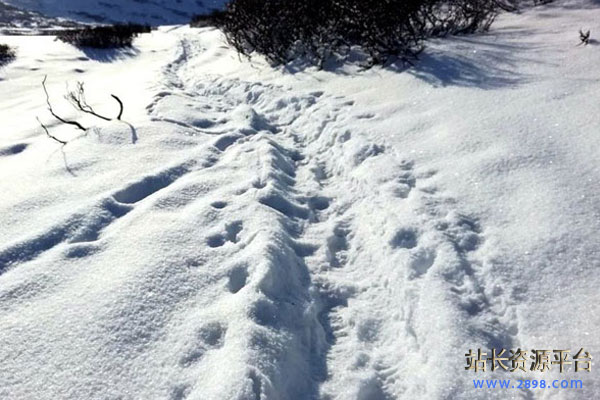 年终总结：呕心沥血，分享这一年2898站长的坎坷之路！