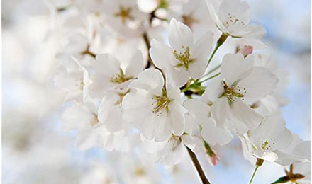 站长资源平台：4-2高权重有关动物宠物链接资源