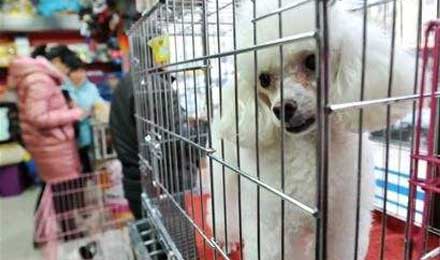 春节宠物寄养市场火爆:宠物店员工七天赚一个月工资 春节宠物寄养市场火爆:宠物店员工七天赚一个月工资