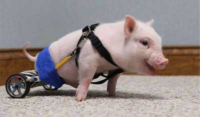 日本培育出用于脏器移植的小猪