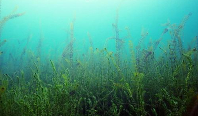 减价大甩卖!卡维妲产品大量积压 减价大甩卖!卡维妲产品大量积压