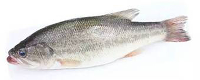 男怕伤肝，女怕伤肾，欣啪啪参茸片，养肝护肾全不落下