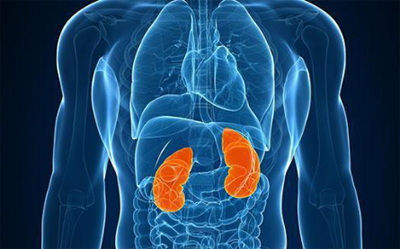 欣啪啪参茸片:养肝护肾小知识 欣啪啪参茸片:养肝护肾小知识