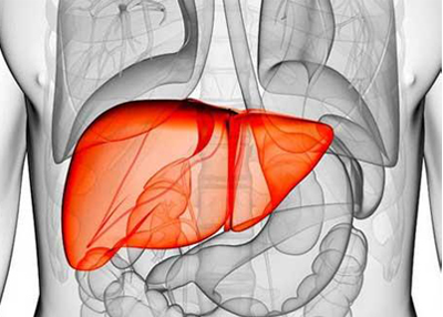 欣啪啪参茸片:养肝护肾小知识 欣啪啪参茸片:养肝护肾小知识