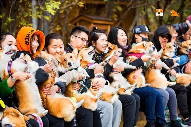 和2000万铲屎官做朋友，一起打造宠物类头部自媒体