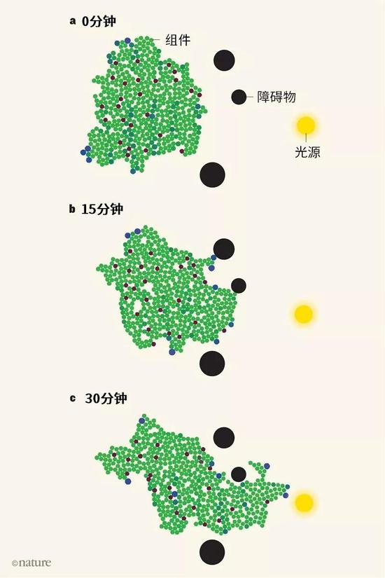 图1 | 创新性集群机器人系统。a-c,李曙光等人报告了一种由许多松耦合、随机运动的厘米级组件构成的机器人系统。每个组件只能在其半径范围内振荡,做伸展和收缩运动。组件的颜色代表其振荡时的直径大小——绿色表示直径最小,蓝色表示直径最大。褐红色为失效组件,专门用来测试系统的鲁棒性。作者表明该系统可以逐渐朝着环境信号来源(如光源)做确定性运动,同时具有避障能力。(改编自Li, S。 et al。 Nature 567, 361–365 (2019)的Fig。 1f。)