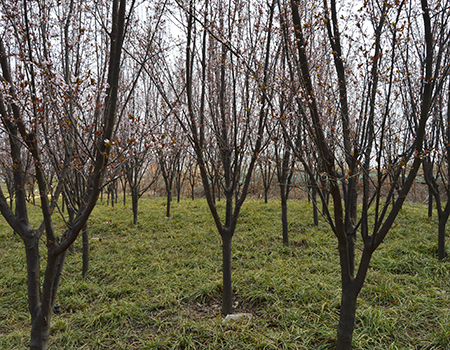 园林绿化苗木00