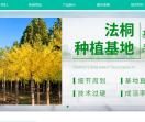 法桐基地网站
