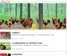 林下养鸡网