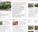 苗木网资讯