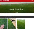 栾城月伟草坪种植基地