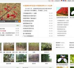 苗木价格,苗木行情