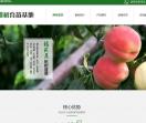 黄桃苗