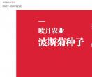 波斯菊种子